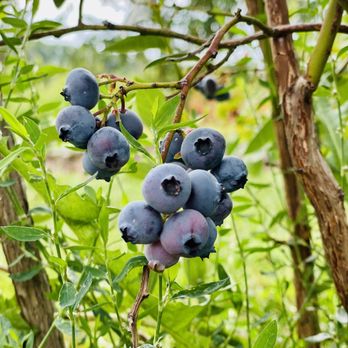 Blueberry Picking Places in Olathe Kansas