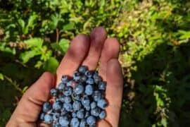 Blueberry Picking Places in Ontario California