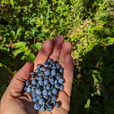 Blueberry Picking Places in Ontario California