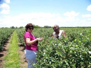 Blueberry Picking Places in Orange California