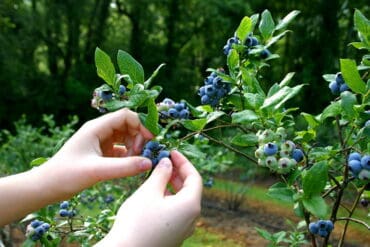 Blueberry Picking Places in Orem Utah