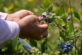 Blueberry Picking Places in Oxnard California