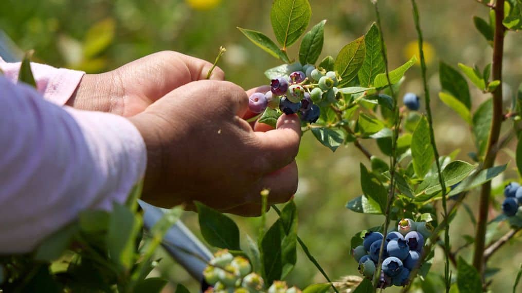 Blueberry Picking Places in Oxnard California