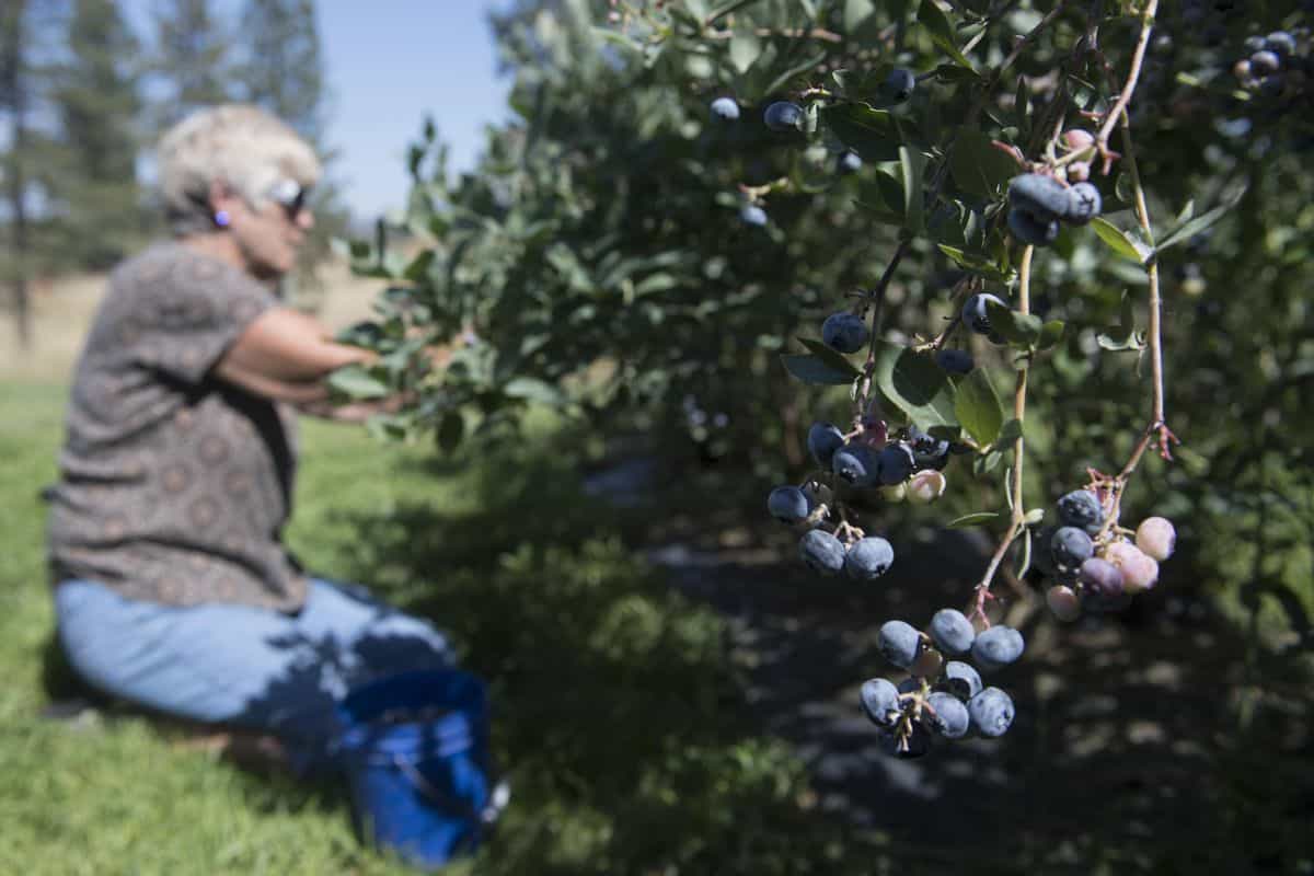 Blueberry Picking Places in Pasco Washington