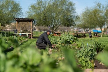 Blueberry Picking Places in Peoria Arizona