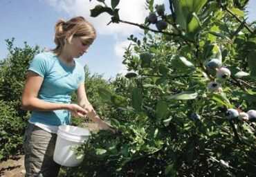 Blueberry Picking Places in Pittsburg California