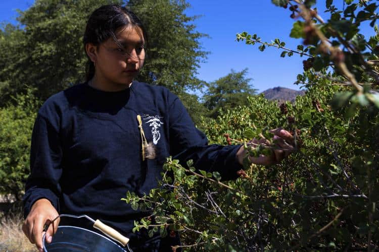 Blueberry Picking Places in Queen Creek Town Arizona