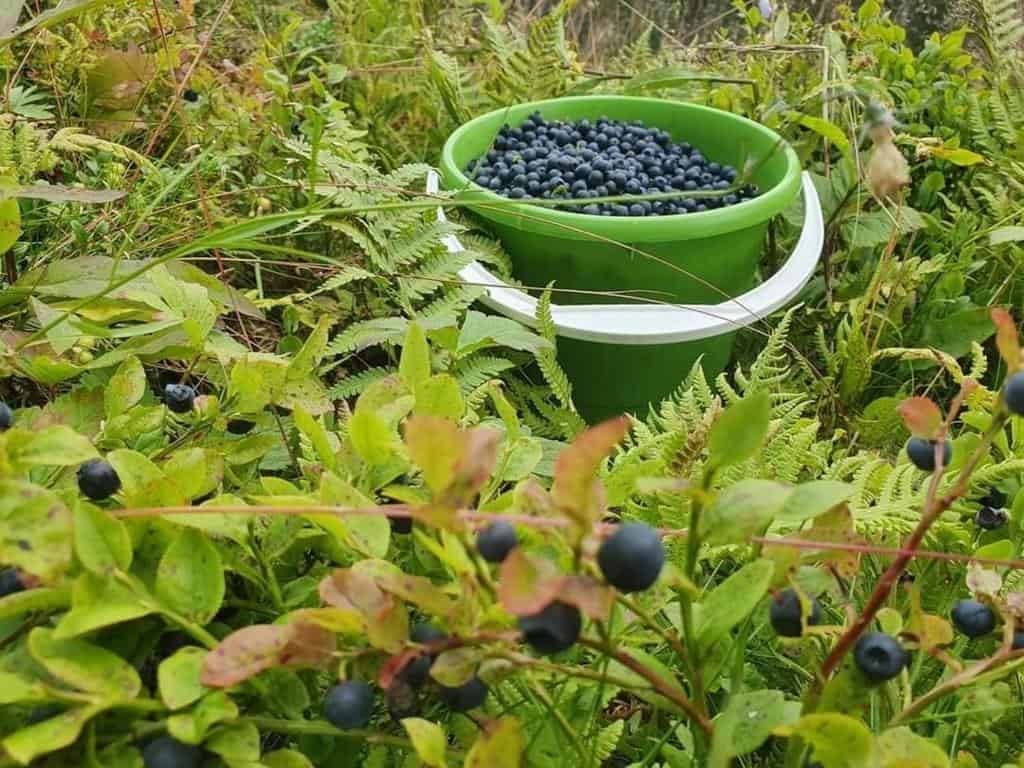 Blueberry Picking Places in Queenstown Singapore