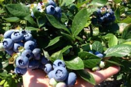 Blueberry Picking Places in Redding California