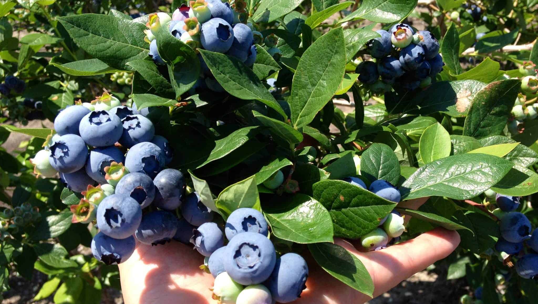 Blueberry Picking Places in Redding California