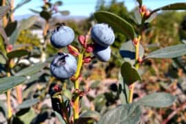 Blueberry Picking Places in Redlands California