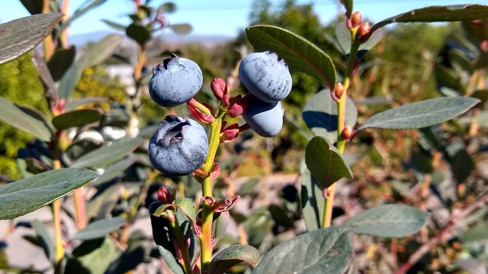 Blueberry Picking Places in Redlands California