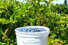 Blueberry Picking Places in Renton Washington