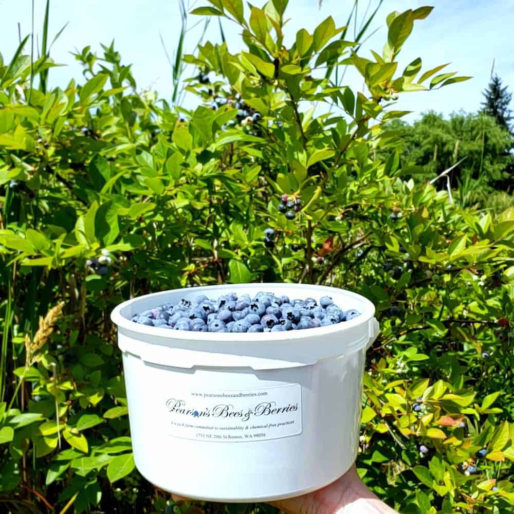 Blueberry Picking Places in Renton Washington