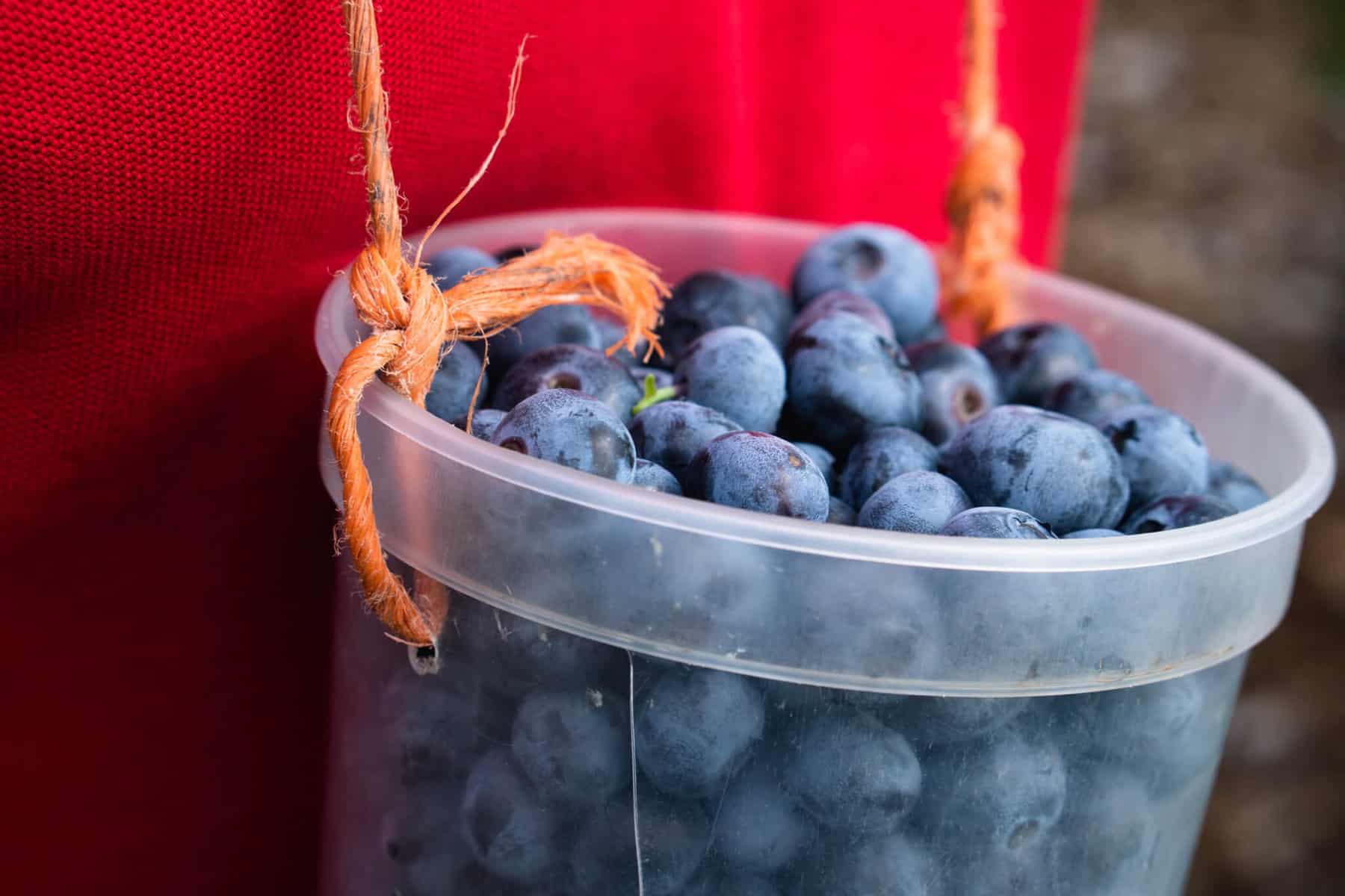 Blueberry Picking Places in Richardson Texas