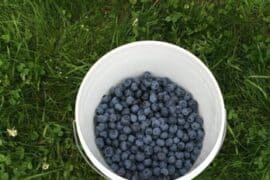 Blueberry Picking Places in Riverside California