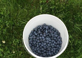 Blueberry Picking Places in Riverside California