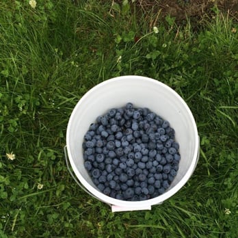 Blueberry Picking Places in Riverside California