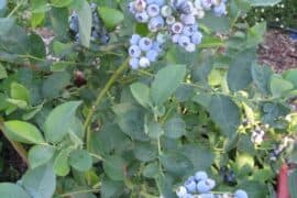 Blueberry Picking Places in Roseville California