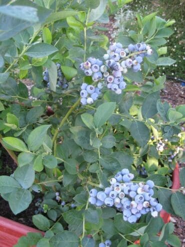 Blueberry Picking Places in Roseville California