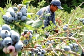 Blueberry Picking Places in Round Rock Texas