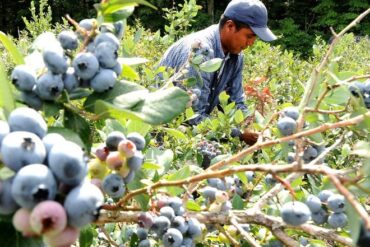 Blueberry Picking Places in Round Rock Texas