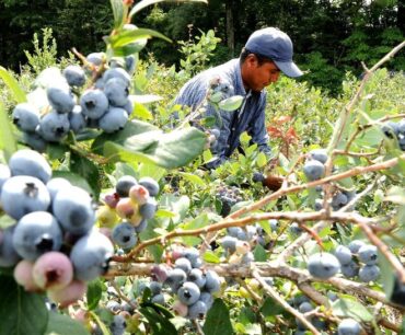 Blueberry Picking Places in Round Rock Texas