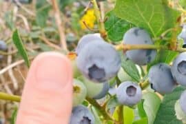 Blueberry Picking Places in Sammamish Washington