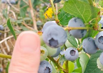 Blueberry Picking Places in Sammamish Washington