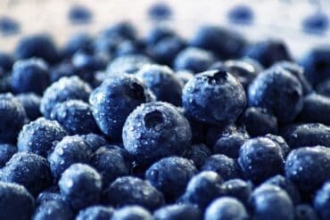 Blueberry Picking Places in San Antonio Texas