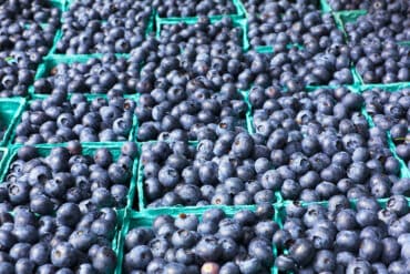 Blueberry Picking Places in San Bernardino California