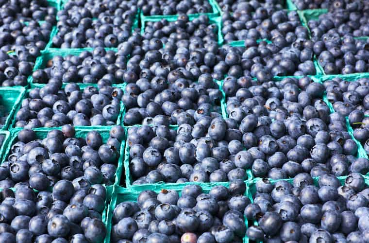 Blueberry Picking Places in San Bernardino California