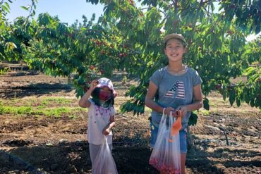 Blueberry Picking Places in San Jose California