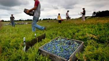 Blueberry Picking Places in San Mateo California