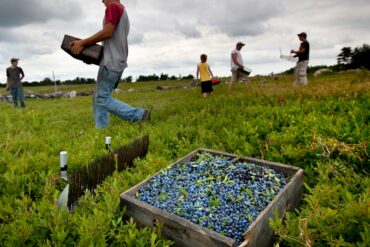 Blueberry Picking Places in San Mateo California