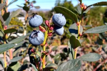 Blueberry Picking Places in Santa Clarita California