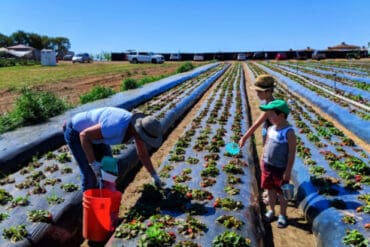 Blueberry Picking Places in Santa Maria California