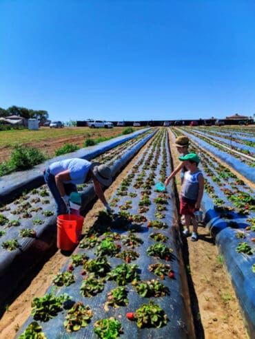 Blueberry Picking Places in Santa Maria California