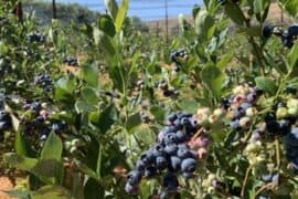 Blueberry Picking Places in Santa Rosa California