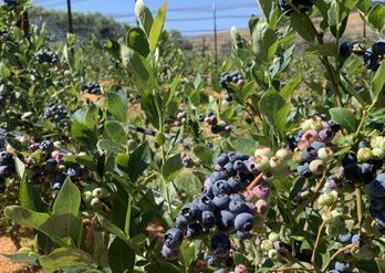 Blueberry Picking Places in Santa Rosa California