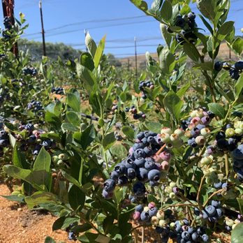 Blueberry Picking Places in Santa Rosa California