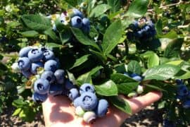 Blueberry Picking Places in Singpore