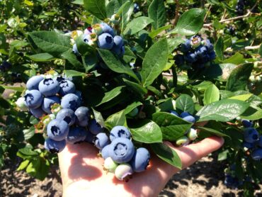 Blueberry Picking Places in Singpore