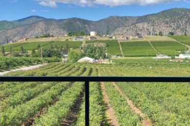 Blueberry Picking Places in South Hill Washington