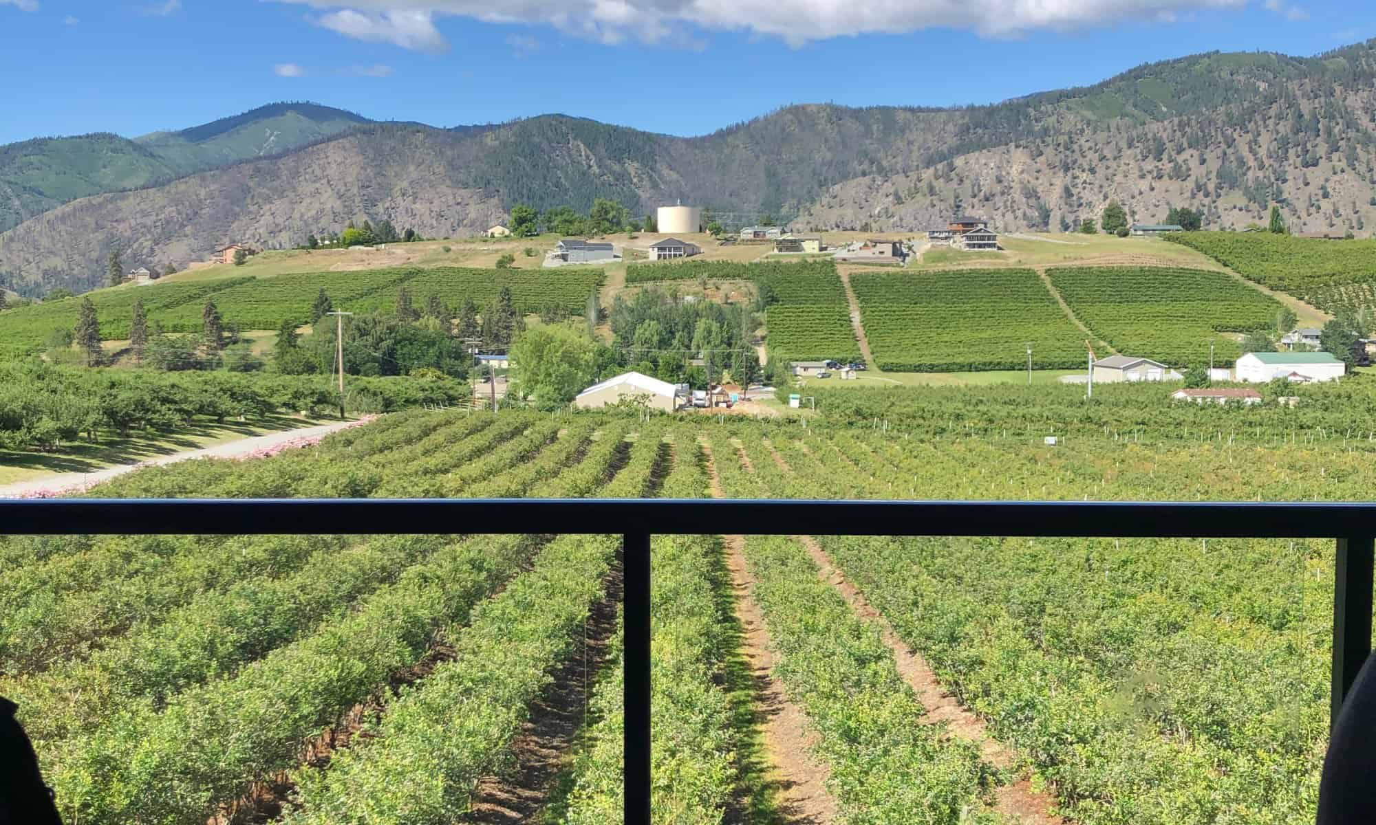 Blueberry Picking Places in South Hill Washington