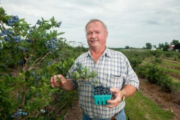 Blueberry Picking Places in South Jordan Utah