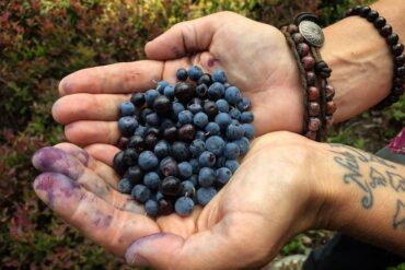 Blueberry Picking Places in Spokane Valley Washington