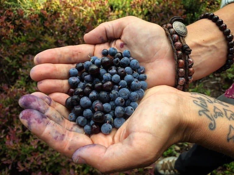 Blueberry Picking Places in Spokane Valley Washington