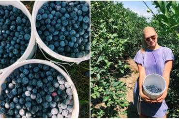 Blueberry Picking Places in Spring Texas