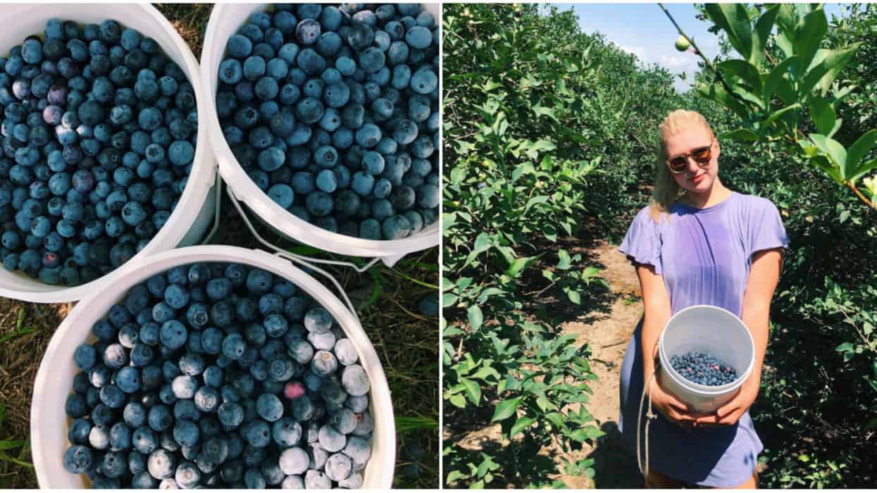 Blueberry Picking Places in Spring Texas